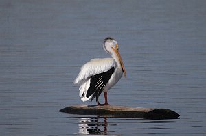 Pelican, White, 2007-06101134b Windsor, CO